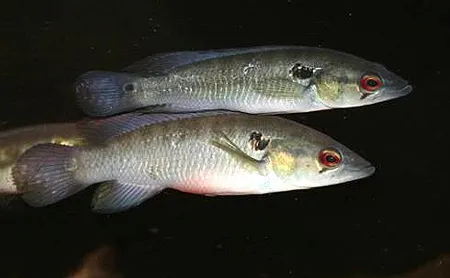 1607880448952.png 1607880448952.png