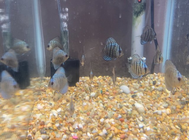 AA9D14FE-81C1-47E3-8A0C-3135BE8A74DB.jpeg AA9D14FE-81C1-47E3-8A0C-3135BE8A74DB.jpeg