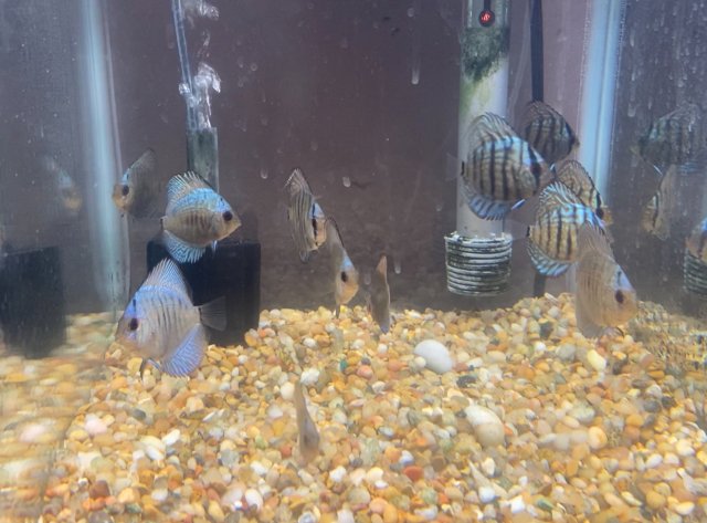 2A1F447A-FDB2-4782-BFA0-6DB4FCEAC8DF.jpeg 2A1F447A-FDB2-4782-BFA0-6DB4FCEAC8DF.jpeg