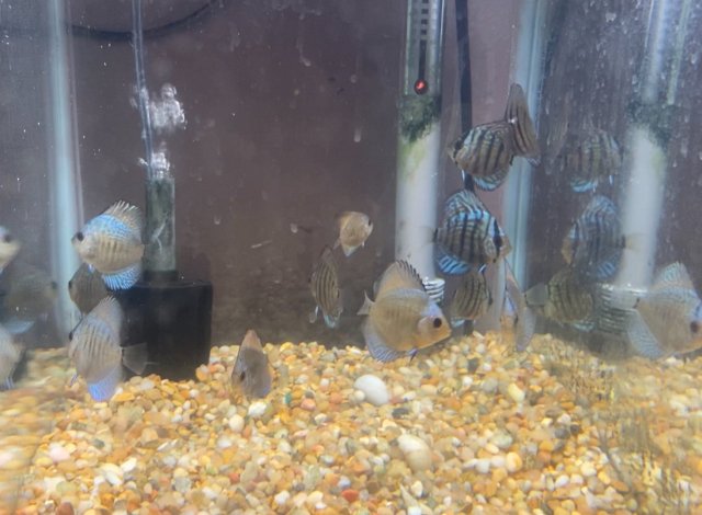 F073B0C8-0DF4-4CF1-BE54-02CA49416E2A.jpeg F073B0C8-0DF4-4CF1-BE54-02CA49416E2A.jpeg