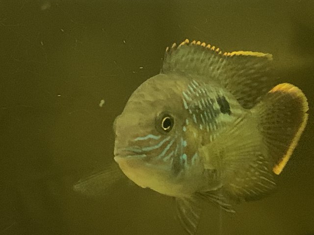is this a gold saum or green terror? | MonsterFishKeepers.com