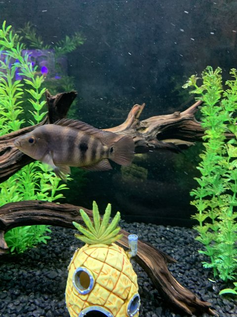 6F7A4DB1-404C-449C-AEE4-BC6325E19F35.jpeg 6F7A4DB1-404C-449C-AEE4-BC6325E19F35.jpeg