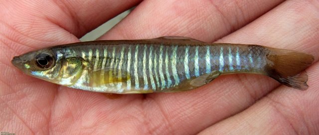 Eastern_banded_handshot__ OuterBanks_ 8-11-13_ NT.JPG