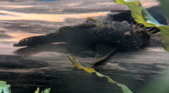 PXL_20201223_035458518~2.jpg