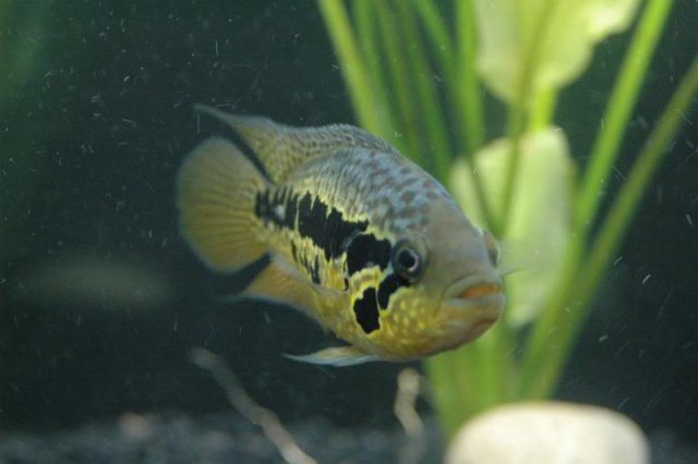 How aggressive are Parachromis loisellei? | MonsterFishKeepers.com