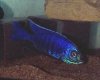 Copadichromis_sp_mloto.jpg Copadichromis_sp_mloto.jpg