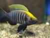 copadichromis_viginalis_gold_lundu_01c.jpg