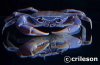 Potamonautesorbitospinus1.jpg