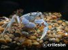 Potamonautesorbitospinus2.jpg