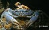 Potamonautesorbitospinus4.jpg