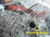 redback and jumping spider 2.jpg
