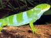 Fijian banded iguana brachylophus fanciatus.jpg