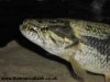 wolf-fish-zoomin.jpg