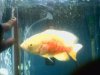 Albino Oscar.jpg