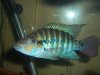 03-08-05 robertsoni female 2.jpg 03-08-05 robertsoni female 2.jpg