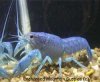 Electric Blue Crayfish.jpg