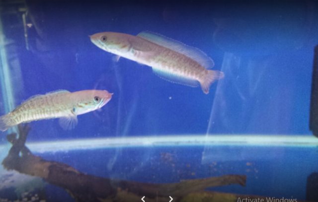 bandicam 2020-12-24 22-24-08-731.jpg