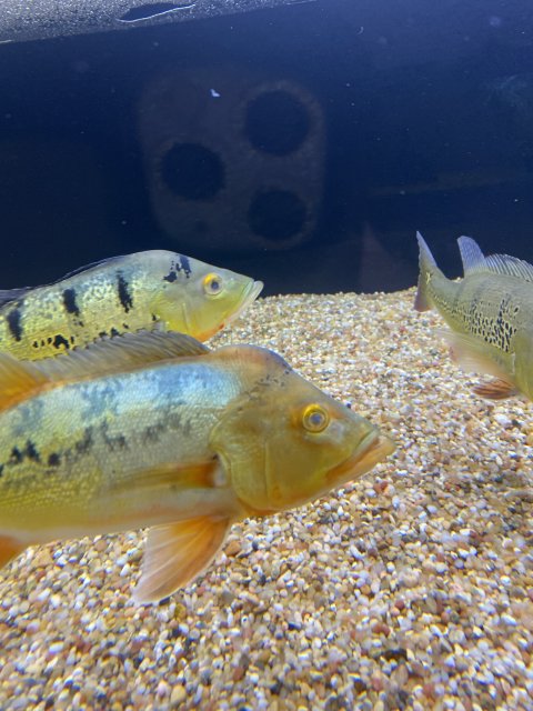 DEE3A051-86FF-4745-A1C2-FB3A434357A6.jpeg DEE3A051-86FF-4745-A1C2-FB3A434357A6.jpeg