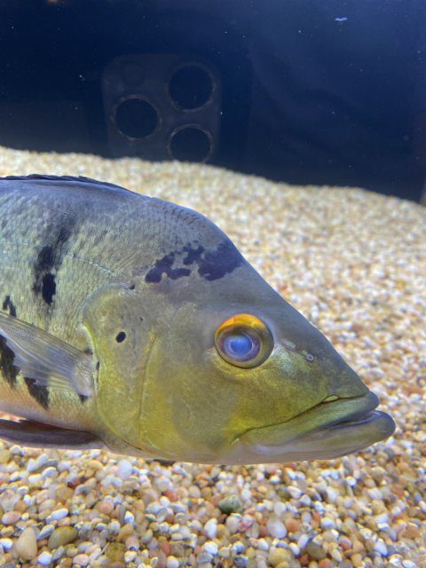 03C65313-4D09-47D1-ADC7-EAD698B25F70.jpeg 03C65313-4D09-47D1-ADC7-EAD698B25F70.jpeg