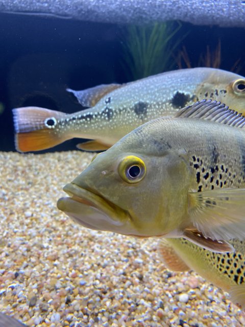 13D5BB8A-8801-40BC-8DF1-47332E2C03B6.jpeg 13D5BB8A-8801-40BC-8DF1-47332E2C03B6.jpeg