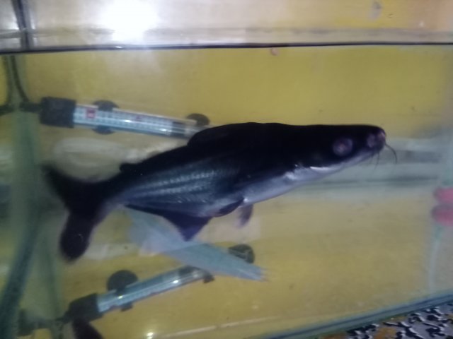 16091230627678533918853328587818.jpg 16091230627678533918853328587818.jpg