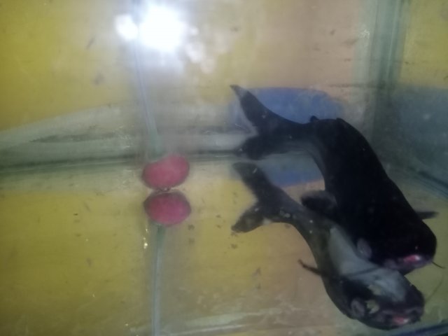 16091230902792391874741808928045.jpg 16091230902792391874741808928045.jpg