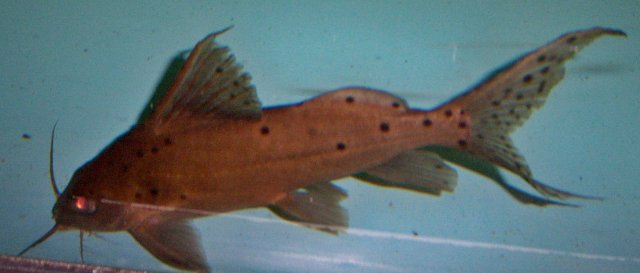 Synodontis hybrid 10 years 1.JPG