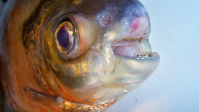 100_9515.JPG