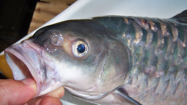 100_9484.JPG