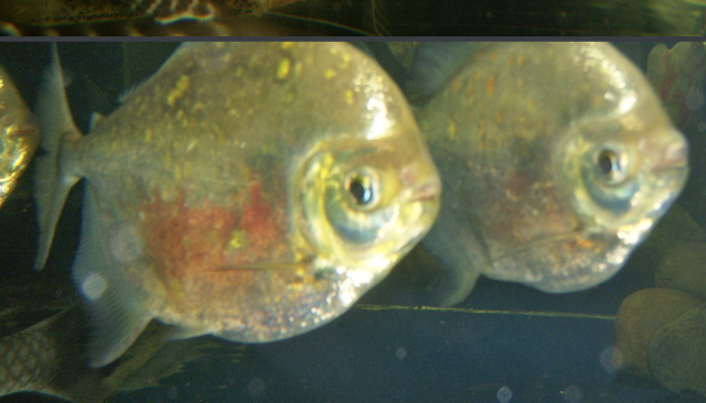 Male Myloplus.png