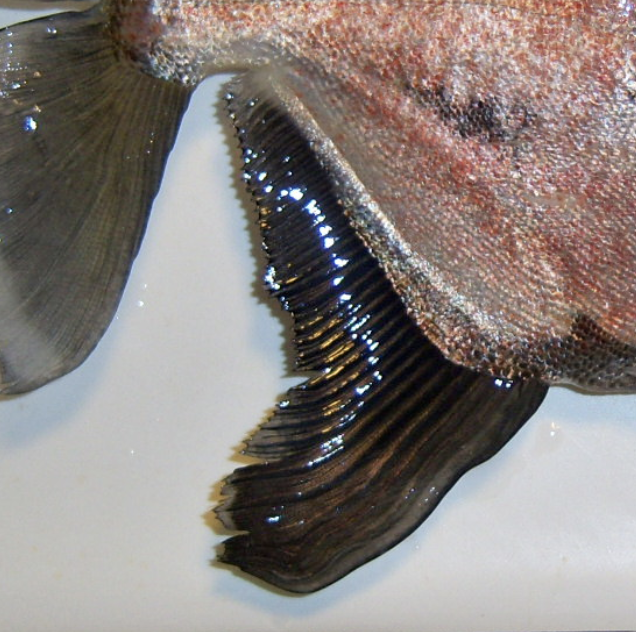 Female Myloplus.png