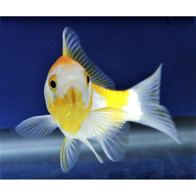 Fish 3c.jpg