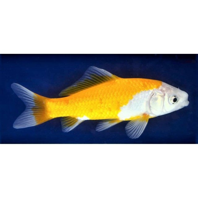 Fish 5a.jpg Fish 5a.jpg