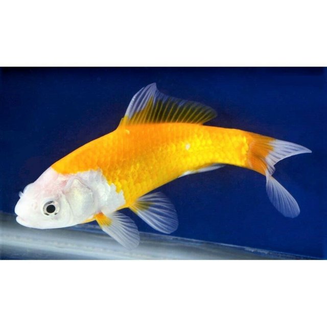 Fish 5c.jpg