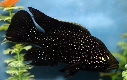 Starry-Night-Cichlid.jpg