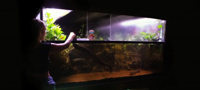 Josh's Fish.jpg Josh's Fish.jpg