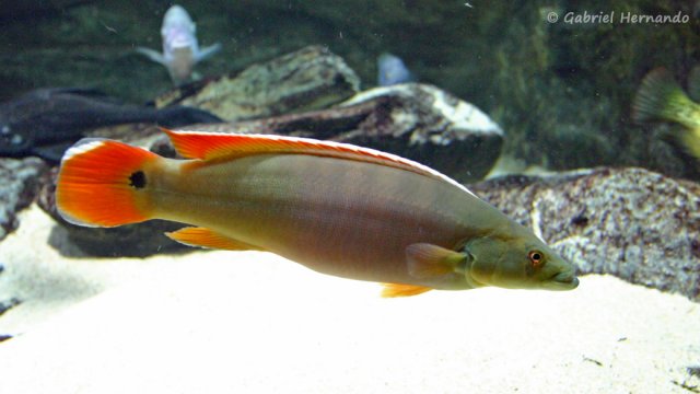 Crenicichla-sp-Xingu-01.jpg