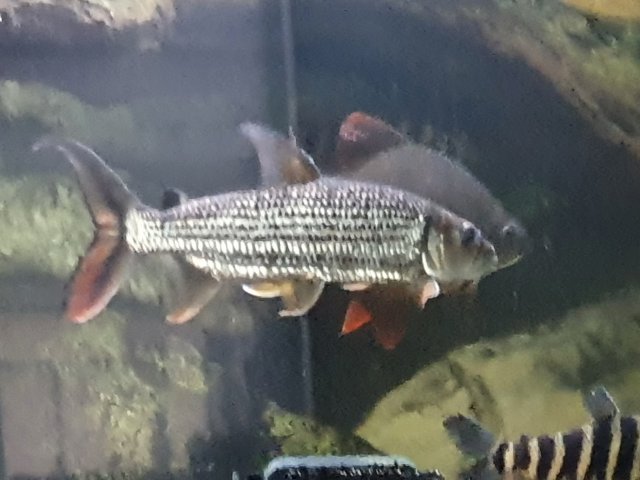 20200826_180758.jpg 20200826_180758.jpg