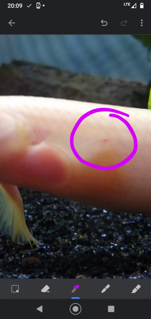 fin circle dec 30.png