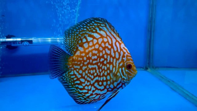 WhatsApp Image 2021-01-11 at 20.53.10.jpeg WhatsApp Image 2021-01-11 at 20.53.10.jpeg