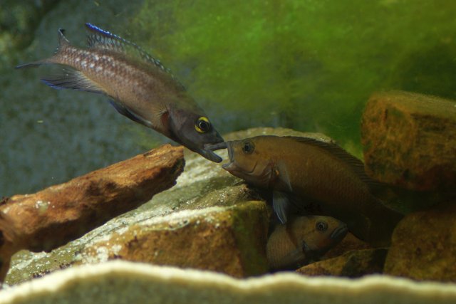 Zwischenablage05 - Kopie.jpg