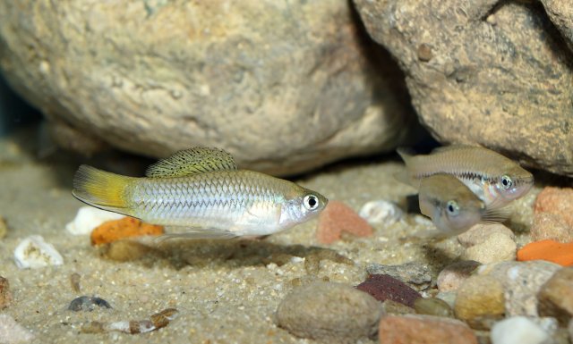 Xiphophorus_cortezi005.jpg