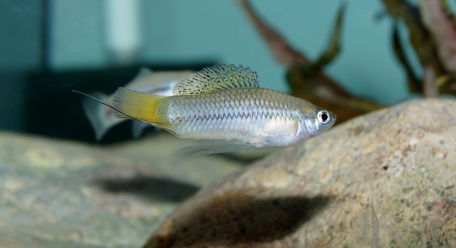 Xiphophorus_cortezi002.jpg Xiphophorus_cortezi002.jpg