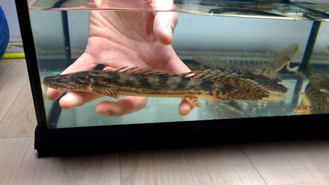 KakaoTalk_20210115_001848033.jpg KakaoTalk_20210115_001848033.jpg