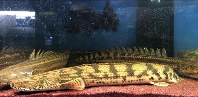 KakaoTalk_20210115_001959209.jpg KakaoTalk_20210115_001959209.jpg