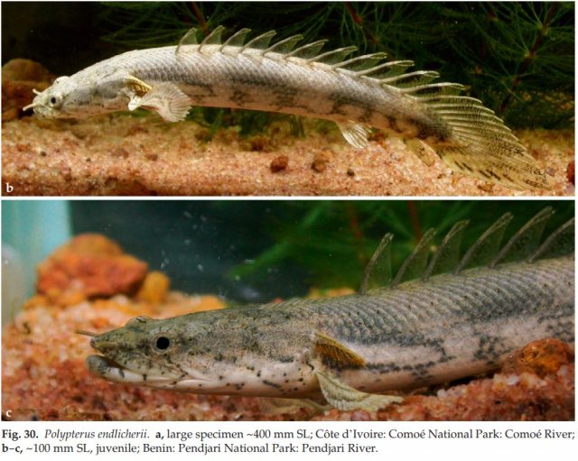 benin endli.JPG benin endli.JPG