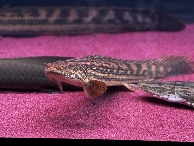 KakaoTalk_20210116_231414895_01.jpg KakaoTalk_20210116_231414895_01.jpg