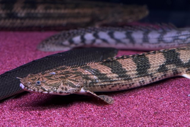 KakaoTalk_20210116_231615243.jpg KakaoTalk_20210116_231615243.jpg