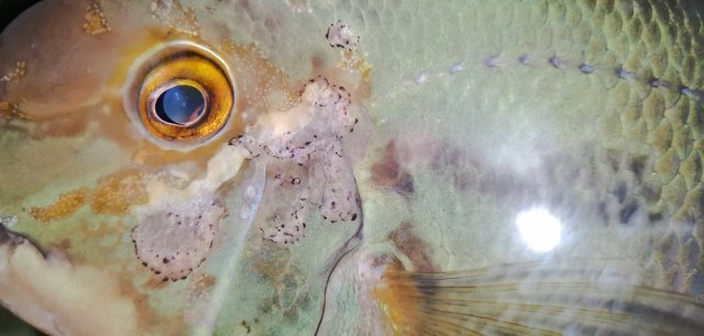 IMG_20210116_161814.jpg IMG_20210116_161814.jpg