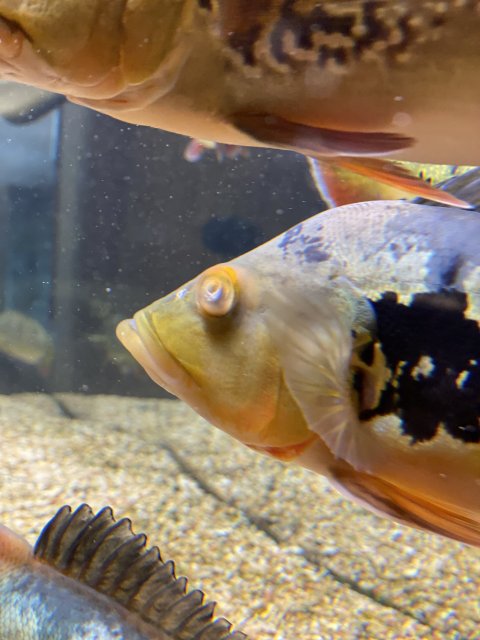 7287CE48-263F-46B3-AB57-2AF5FA5C9437.jpeg 7287CE48-263F-46B3-AB57-2AF5FA5C9437.jpeg